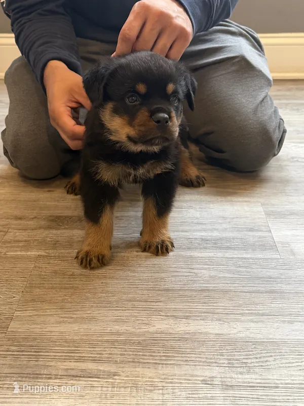 Blue collar boy – Rottweiler puppy for sale in Omaha, NE