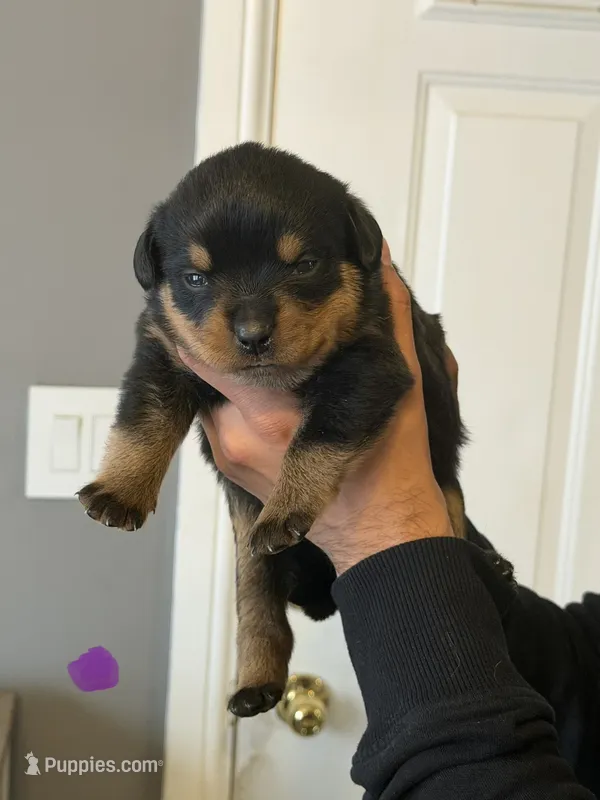 Purple collar girl – Rottweiler puppy for sale in Omaha, NE