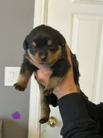 Purple collar girl, a female Rottweiler for sale in Omaha, NE – 1 of 3