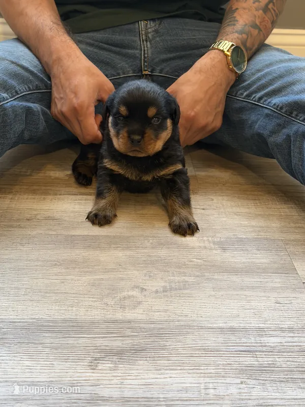 Champion Rottweilers: Red Boy – Rottweiler puppy for sale in Omaha, NE