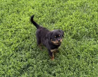 Black collar boy , a male Rottweiler for sale in Omaha, NE – 5 of 9