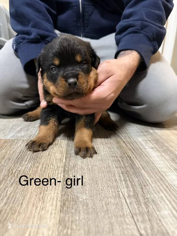 Green collar girl  – Rottweiler puppy for sale in Omaha, NE