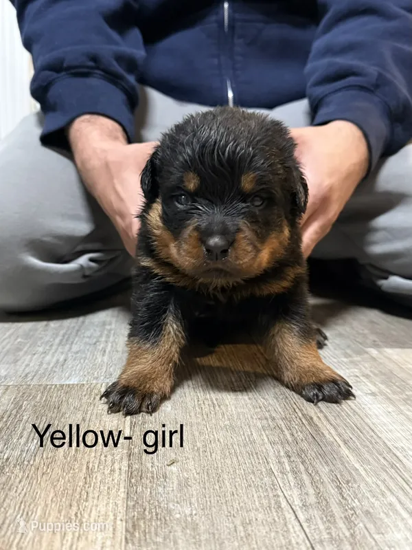 Yellow collar girl  – Rottweiler puppy for sale in Omaha, NE
