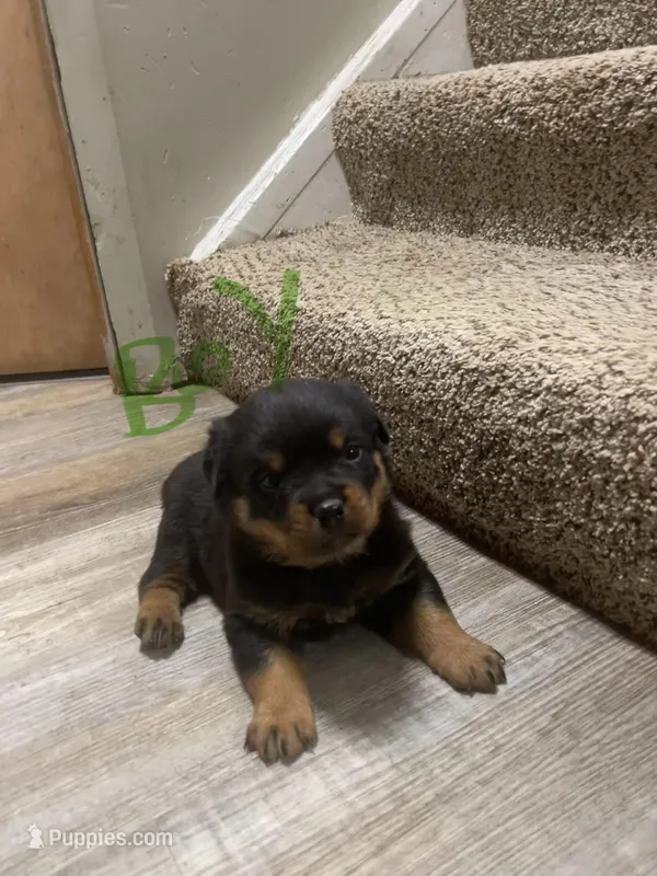 Green collar male  – Rottweiler puppy for sale in Omaha, NE