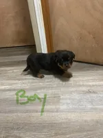 Green collar male , a male Rottweiler for sale in Omaha, NE – Photo 2 of 2