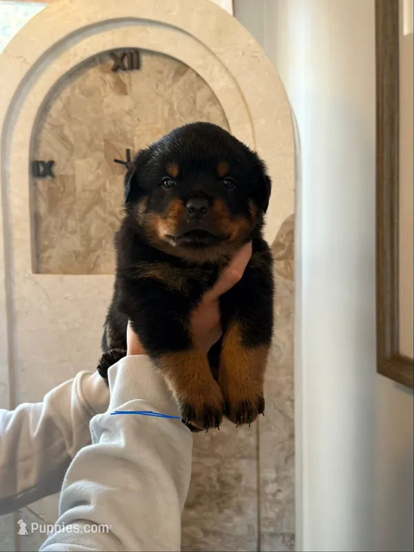 Blue collar Boy – Rottweiler puppy for sale in Omaha, NE