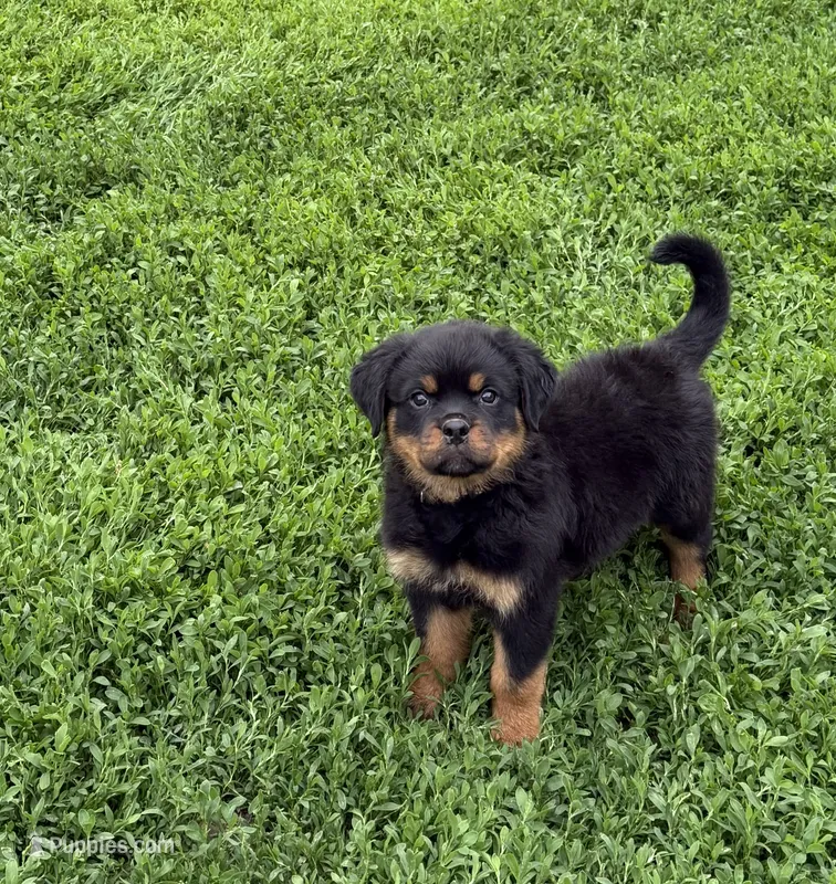 Black collar boy  – Rottweiler puppy for sale in Omaha, NE