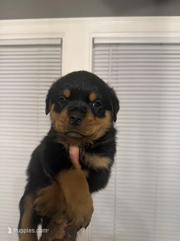 Champion  Rottweilers: Green boy – Rottweiler puppy for sale in Omaha, NE