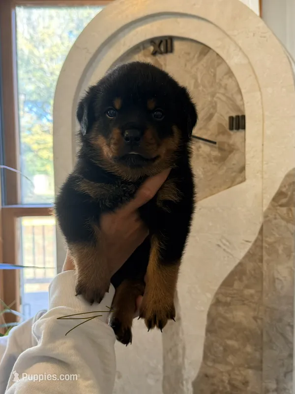 Brown collar boy  – Rottweiler puppy for sale in Omaha, NE