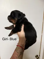 Blue collar Boy, a male Rottweiler for sale in Omaha, NE – 2 of 2