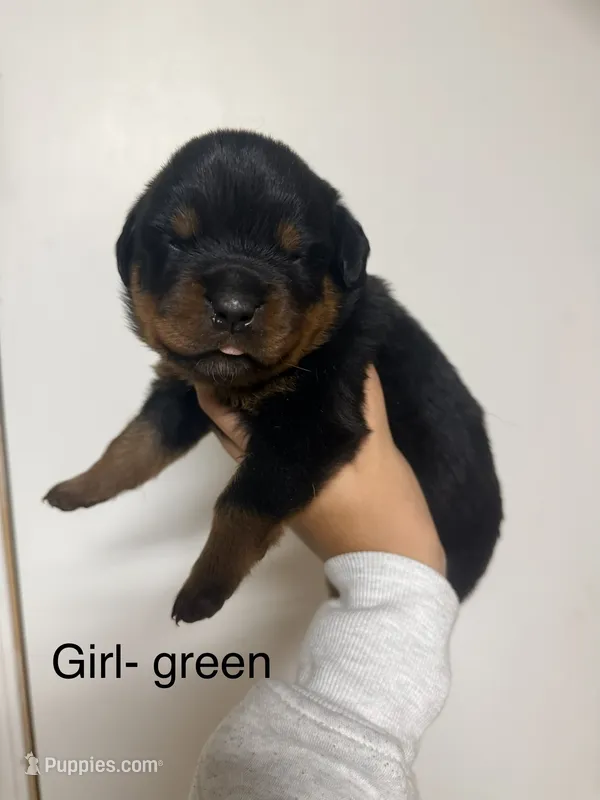Black collar Girl  – Rottweiler puppy for sale in Omaha, NE