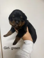 Black collar Girl , a female Rottweiler for sale in Omaha, NE – 1 of 1