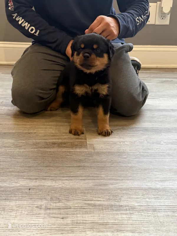Champion  Rottweilers: Green boy – Rottweiler puppy for sale in Omaha, NE
