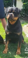Champion  Rottweilers: Green boy, a male Rottweiler for sale in Omaha, NE – 3 of 3