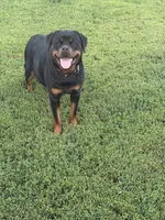 Purple collar girl, a female Rottweiler for sale in Omaha, NE – 2 of 3