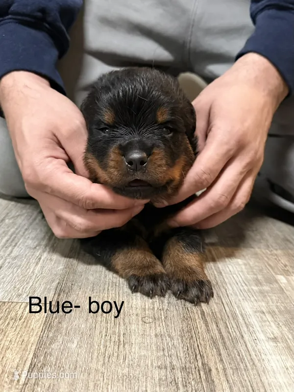 Blue collar Boy – Rottweiler puppy for sale in Omaha, NE