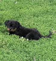 Black collar boy , a male Rottweiler for sale in Omaha, NE – 2 of 9