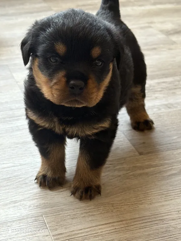 Champion Rottweilers: Red Boy – Rottweiler puppy for sale in Omaha, NE