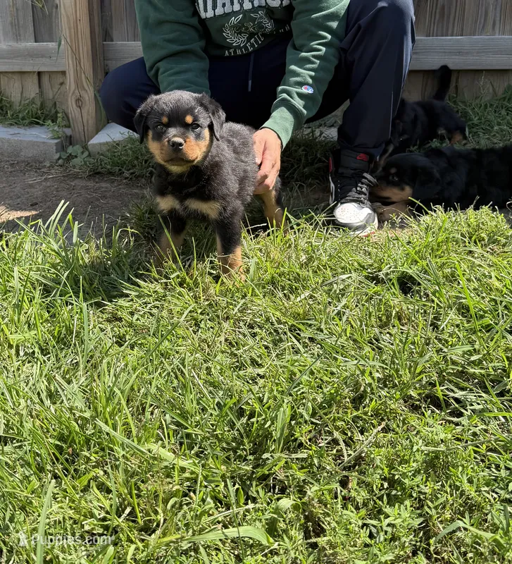 Champion  Rottweilers: Green boy – Rottweiler puppy on hold in Omaha, NE