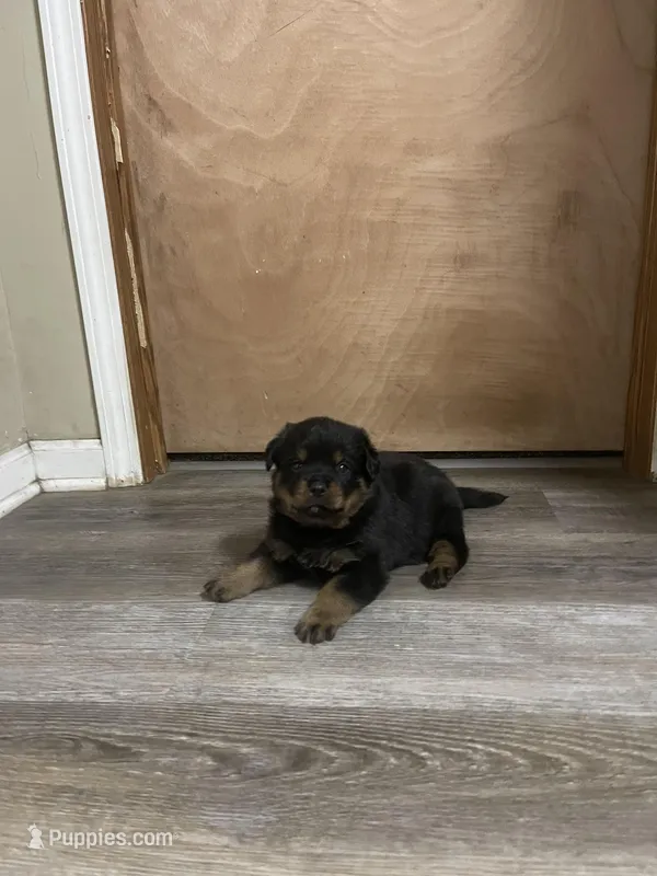 No collar Rottweiler male  – Rottweiler puppy for sale in Omaha, NE