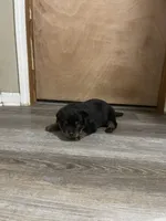 No collar Rottweiler male , a male Rottweiler for sale in Omaha, NE – Photo 2 of 2