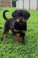 Black collar boy , a male Rottweiler for sale in Omaha, NE – 3 of 9