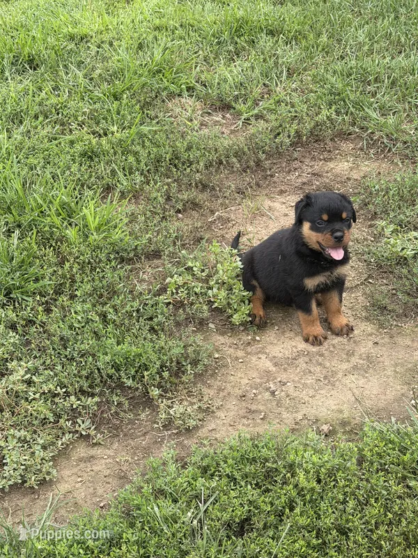 Champion  Rottweilers: Green boy – Rottweiler puppy for sale in Omaha, NE