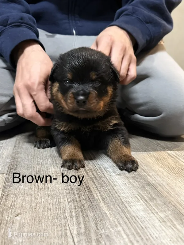 Brown collar boy  – Rottweiler puppy for sale in Omaha, NE