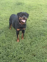 Champion  Rottweilers: Green boy, a male Rottweiler for sale in Omaha, NE – 6 of 6