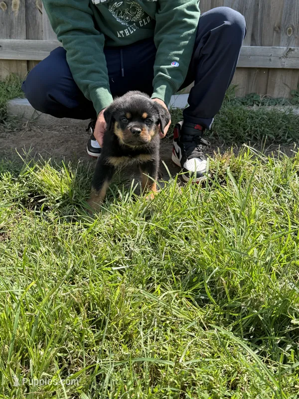 Blue collar boy – Rottweiler puppy for sale in Omaha, NE
