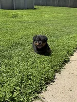 Black collar boy , a male Rottweiler for sale in Omaha, NE – 8 of 9