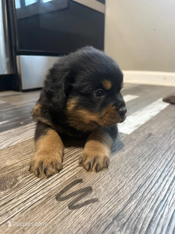Black collar boy  – Rottweiler puppy for sale in Omaha, NE