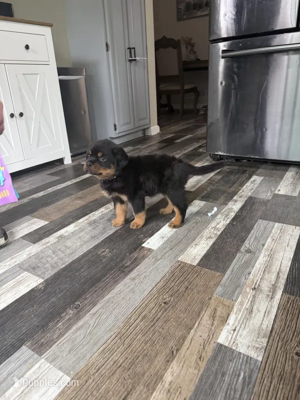 Black collar boy  – Rottweiler puppy for sale in Omaha, NE