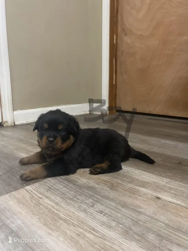 Black collar boy  – Rottweiler puppy for sale in Omaha, NE