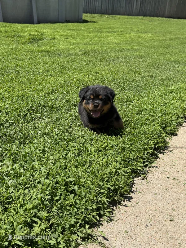 Black collar boy  – Rottweiler puppy for sale in Omaha, NE