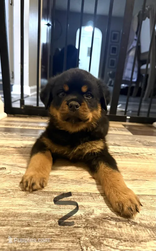 Black collar boy  – Rottweiler puppy for sale in Omaha, NE