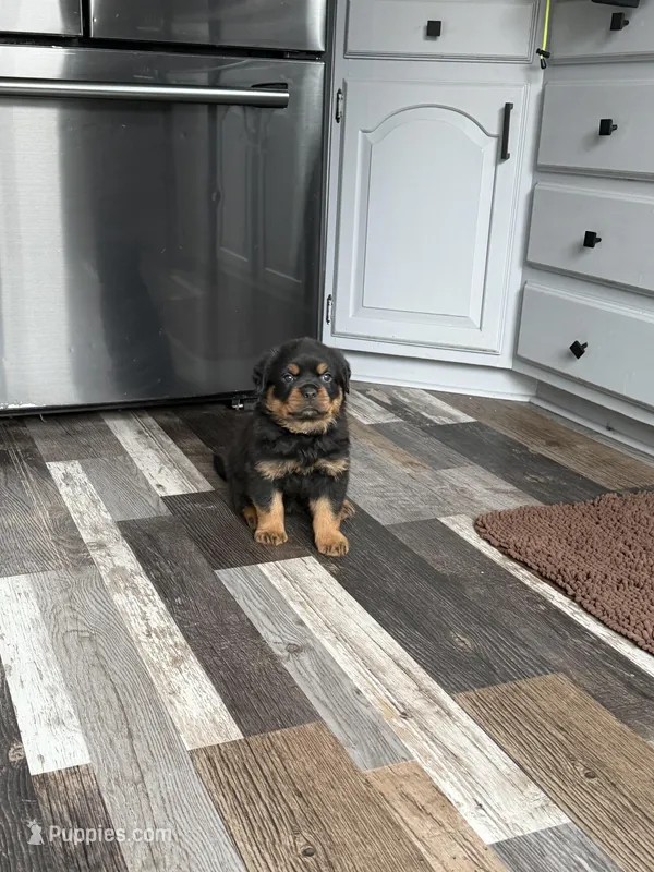 Black collar boy  – Rottweiler puppy for sale in Omaha, NE