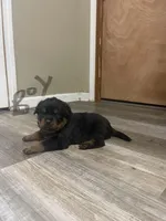 Black collar boy , a male Rottweiler for sale in Omaha, NE – Photo 2 of 2