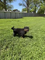 Black collar boy , a male Rottweiler for sale in Omaha, NE – 6 of 9