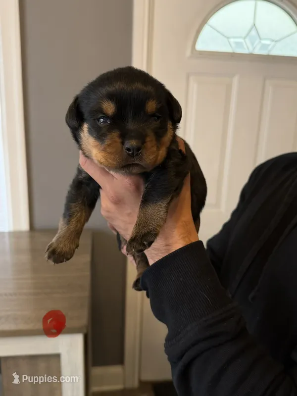 Champion Rottweilers: Red Boy – Rottweiler puppy for sale in Omaha, NE