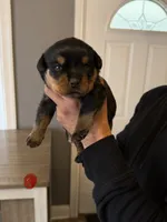 Champion Rottweilers: Red Boy, a male Rottweiler for sale in Omaha, NE – 1 of 3