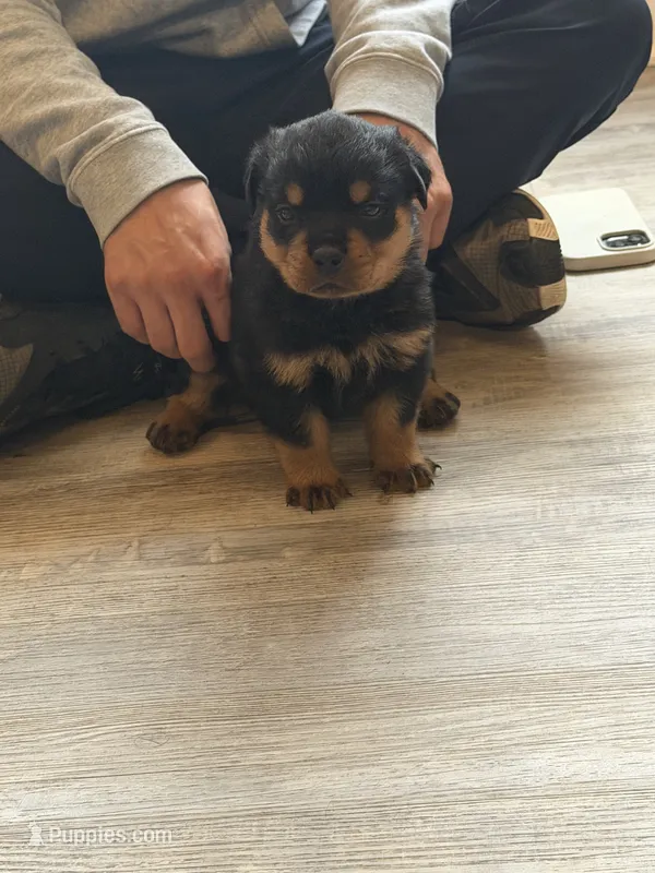 Champion  Rottweilers: Green boy – Rottweiler puppy for sale in Omaha, NE