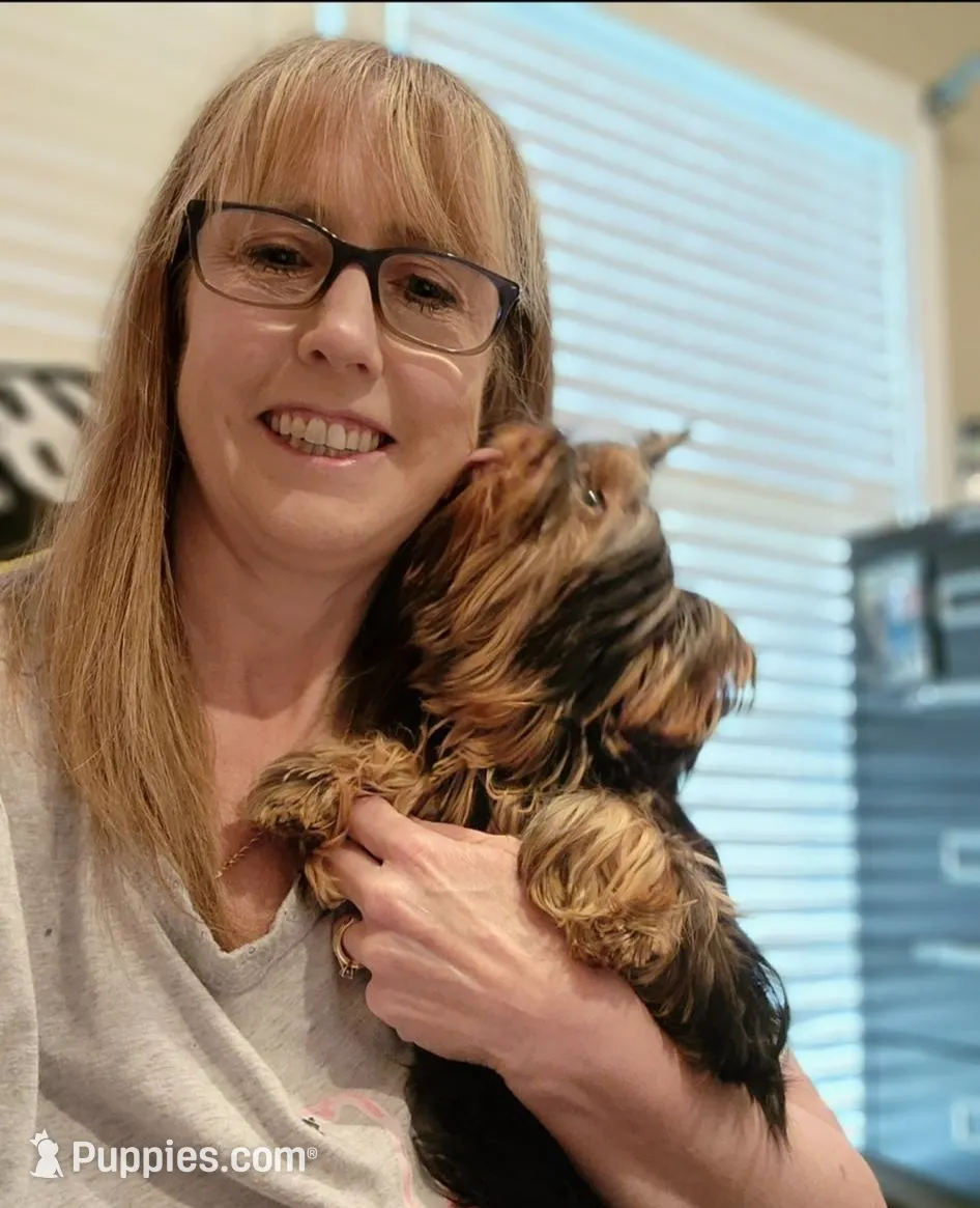 Harper, a female Yorkshire Terrier for sale in Bel Air, MD – Photo 4 of 4