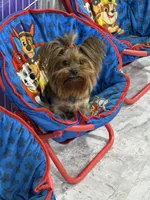 Harper, a female Yorkshire Terrier for sale in Bel Air, MD – Photo 2 of 4