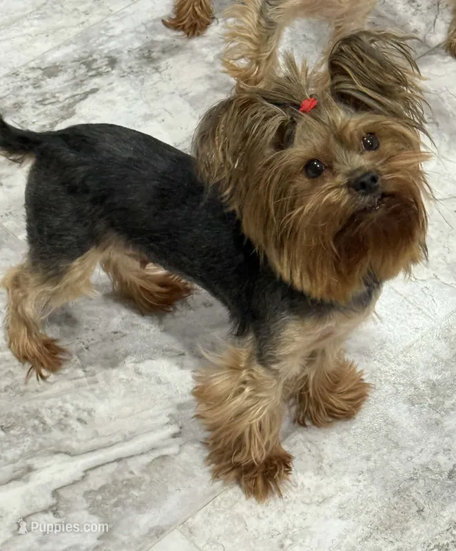 Harper, a female Yorkshire Terrier for sale in Bel Air, MD – Photo 1 of 4