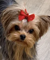 CH Sired Mackenzie , a female Yorkshire Terrier for sale in Bel Air, MD – Photo 2 of 4