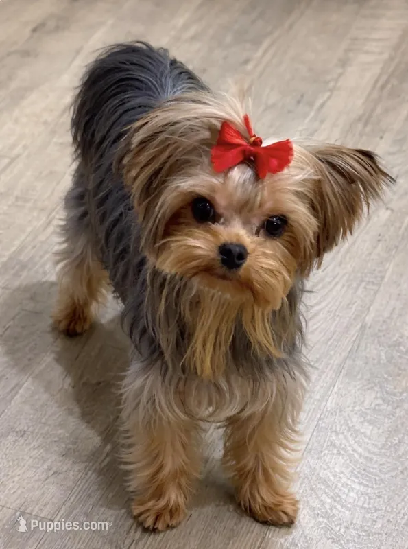CH Sired Mackenzie  – Yorkshire Terrier puppy on hold in Bel Air, MD