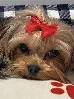 CH Sired Mackenzie , a female Yorkshire Terrier for sale in Bel Air, MD – Photo 4 of 4