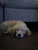 Milan, a female Golden Retriever for sale in Phoenix, AZ – 4 of 5