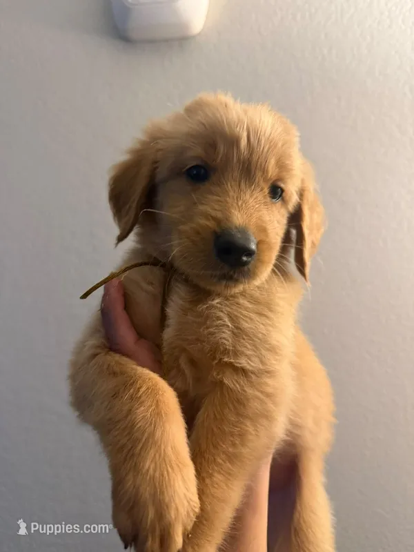 Sash – Golden Retriever puppy for sale in Albuquerque, NM
